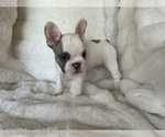 Small Photo #5 French Bulldog Puppy For Sale in OAKDALE, CA, USA