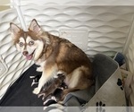 Image preview for Ad Listing. Nickname: Litter of 5