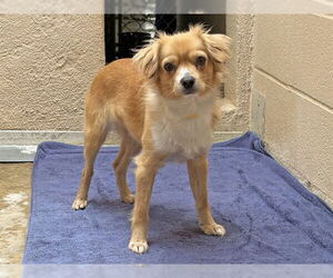 Chihuahua Dogs for adoption in Ojai, CA, USA