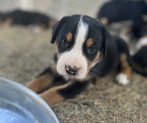 Greater Swiss Mountain Dog Puppy for sale in ARNOLD, MO, USA