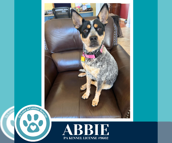 Medium Photo #3 Mutt Puppy For Sale in Kimberton, PA, USA