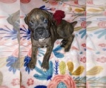 Puppy 7 Boxer