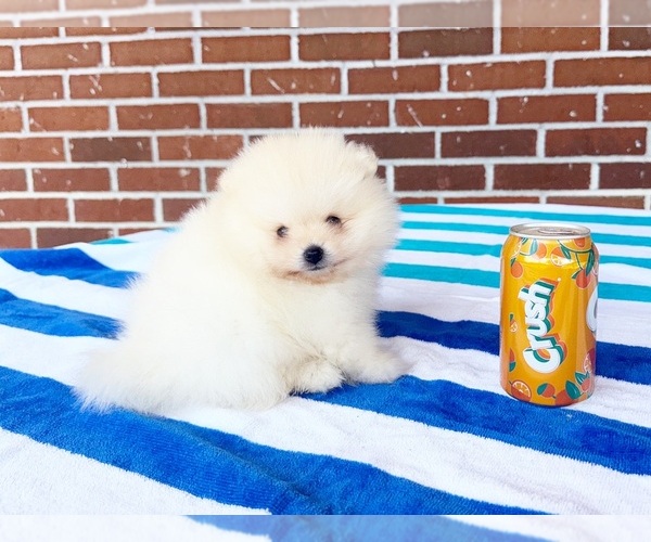 Medium Photo #1 Pomeranian Puppy For Sale in DAWSONVILLE, GA, USA