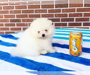 Pomeranian Puppy for sale in DAWSONVILLE, GA, USA
