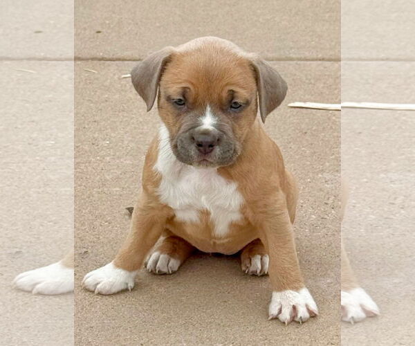 Medium Photo #2 American Pit Bull Terrier-Unknown Mix Puppy For Sale in Laramie, WY, USA