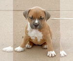 Small #1 American Pit Bull Terrier Mix
