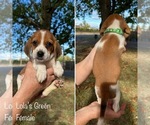Puppy Lolas Green Beagle