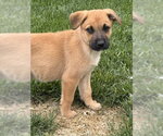 Small #2 Black Mouth Cur-German Shepherd Dog Mix