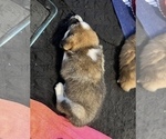 Small Photo #4 Akita-Australian Shepherd Mix Puppy For Sale in NEWPORT NEWS, VA, USA