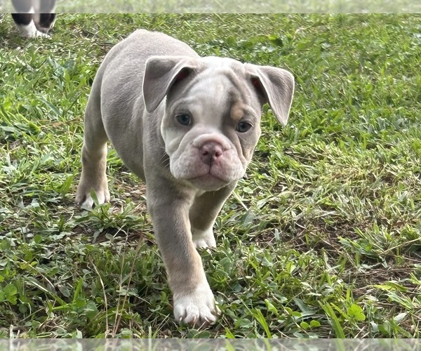Medium Photo #17 Olde English Bulldogge Puppy For Sale in ADAMSVILLE, AL, USA