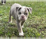 Small #16 Olde English Bulldogge
