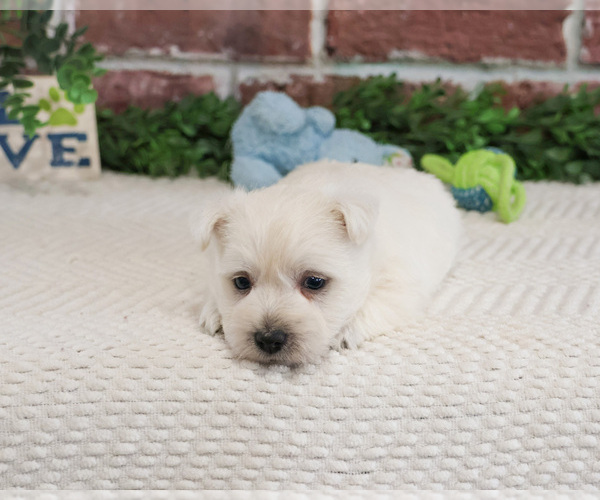 Medium Photo #13 West Highland White Terrier Puppy For Sale in SYRACUSE, IN, USA