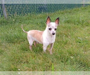 Chihuahua Dogs for adoption in Springfield, MA, USA