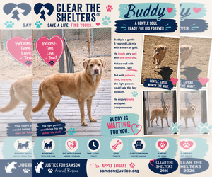 Labrador Retriever-Unknown Mix Dogs for adoption in Orange Grove, TX, USA