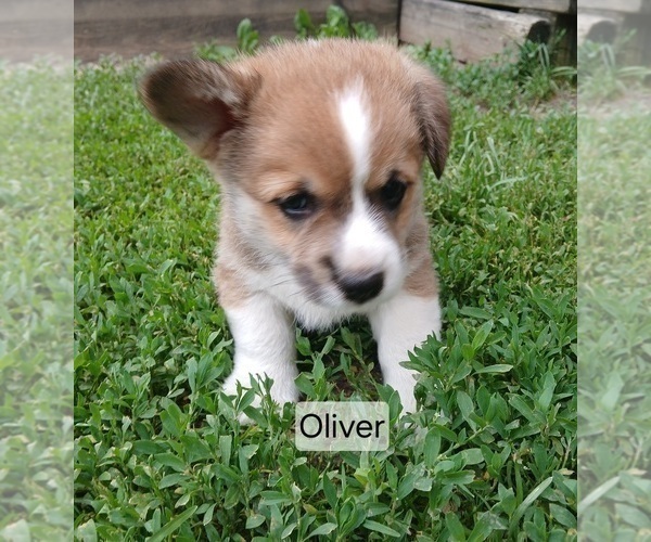 Medium Photo #1 Pembroke Welsh Corgi Puppy For Sale in REDKEY, IN, USA