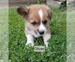 Puppy Oliver Gray Pembroke Welsh Corgi
