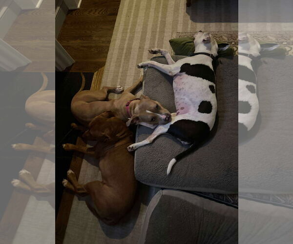 Medium Photo #12 American Pit Bull Terrier-Labrador Retriever Mix Puppy For Sale in Derwood, MD, USA