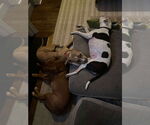 Small #11 American Pit Bull Terrier-Labrador Retriever Mix