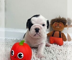 English Bulldog Puppy for sale in JOHNS ISLAND, SC, USA
