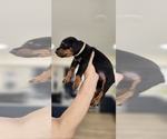 Small #1 Doberman Pinscher