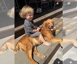 Small #47 Golden Retriever