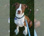 Small #13 American Pit Bull Terrier-Pointer Mix