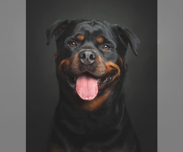 Medium Photo #26 Rottweiler Puppy For Sale in VONORE, TN, USA