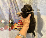 Small Photo #6 Chihuahua Puppy For Sale in NEWVILLE, PA, USA