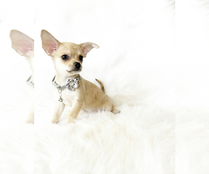 Chihuahua Puppy for sale in SACRAMENTO, CA, USA