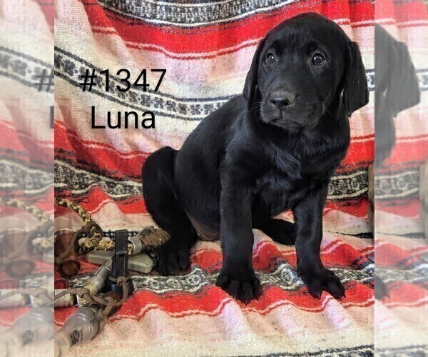 Medium Photo #2 Labrador Retriever Puppy For Sale in MERIDEN, KS, USA