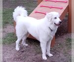 Small Photo #20 Great Pyrenees Puppy For Sale in Spring, TX, USA