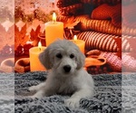 Small Photo #4 Goldendoodle Puppy For Sale in BARK RIVER, MI, USA