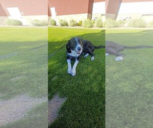 Australian Shepherd-Pointer Mix Dogs for adoption in Chandler, AZ, USA
