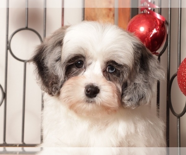 Medium Photo #8 Shih-Poo Puppy For Sale in NAPLES, FL, USA