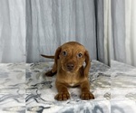 Small Photo #5 Dachshund Puppy For Sale in GREENWOOD, IN, USA