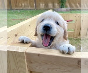 English Cream Golden Retriever Puppy for sale in SAN ANTONIO, TX, USA