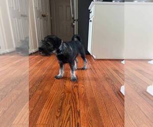 Schnauzer (Standard) Puppy for sale in LAUREL, MD, USA