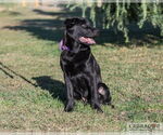 Small #2 Labrador Retriever Mix