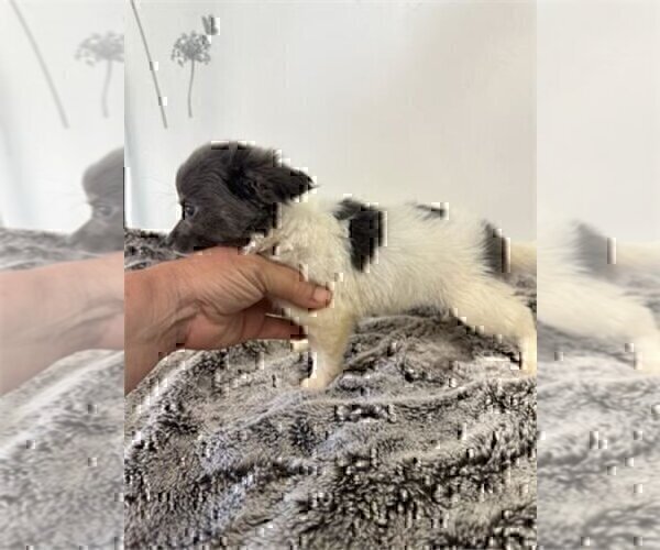 Medium Photo #20 Chihuahua Puppy For Sale in JENSEN BEACH, FL, USA