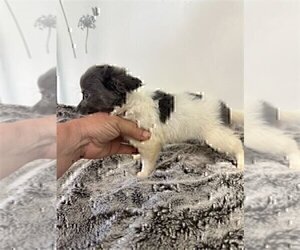 Medium Chihuahua