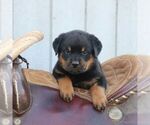 Small #1 Rottweiler
