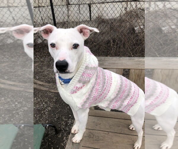 Medium Photo #14 Mutt Puppy For Sale in Elmsford, NY, USA