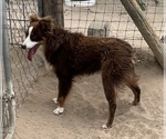 Small #17 Miniature Australian Shepherd