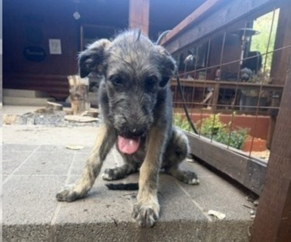 Medium Photo #5 Irish Wolfhound Puppy For Sale in VEYO, UT, USA