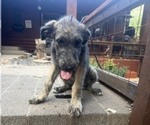 Small #4 Irish Wolfhound