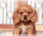 Small #1 Cavapoo