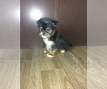 Small Photo #2 Shih Tzu Puppy For Sale in LAPEER, MI, USA