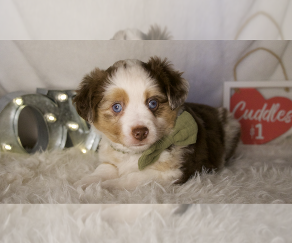 Medium Photo #3 Miniature Australian Shepherd Puppy For Sale in ELKHART, TX, USA