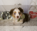 Small Photo #3 Miniature Australian Shepherd Puppy For Sale in ELKHART, TX, USA