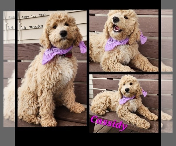 Medium Photo #5 Cavapoo-Poodle (Standard) Mix Puppy For Sale in MILLINGTON, MI, USA